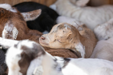 Pile of sleeping baby fainting goats at a ranch