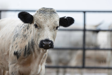 Young Dexter cow standing outside in the rain at a ranch