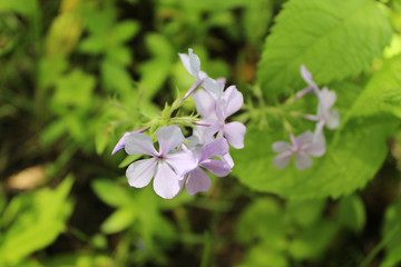 Woodland phlox at Somme Woods in Northbrook, Illinois