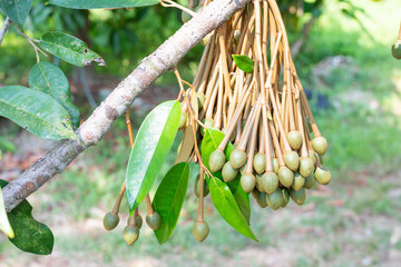 Image Of Durian flowers .The flowering stage of Durian.