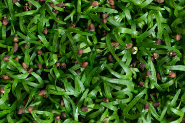 Water spinach sprouts and Germination of spinach