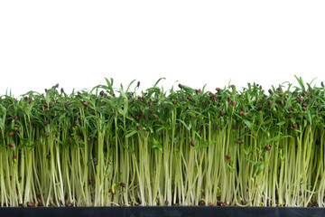 Fototapeta premium Water spinach sprouts and Germination of spinach