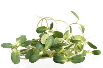 Sunflower sprout close-up isolated on white