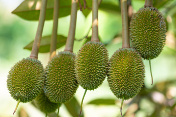 Little fresh durian on durian tree