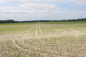 Indiana Farmland 2019