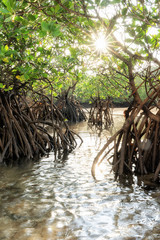 landscape of Ishigaki Island