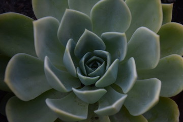 Aeonium Succulent Plants