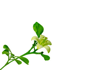 Orange Jessamine flower on isolated white background. (Murraya paniculata)