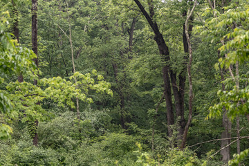 Lush green deciduous forest scene full of leaves and trees