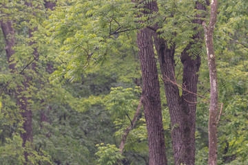 Overgrown deciduous forest scene full of green leaves and trees