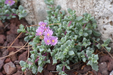 Drought Tolerant Succulent Plant Varities