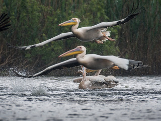 Isolated close up of white pelican flock taking off in the rain at the Danube Delta Romania