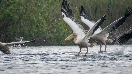 Isolated close up of white pelican flock taking off in the rain at the Danube Delta Romania