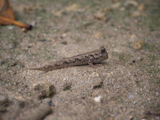 Okinawa,Japan-June 2, 2019: Barred mudskippers or Periophthalmus argentilineatus or Minami Tobihaze in Mangrove forests along Fukidou river, Ishigaki, Okinawa, Japan
