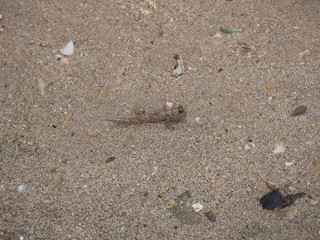 Okinawa,Japan-June 2, 2019: Barred mudskippers or Periophthalmus argentilineatus or Minami Tobihaze in Mangrove forests along Fukidou river, Ishigaki, Okinawa, Japan