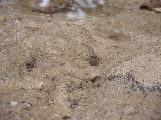 Okinawa,Japan-June 2, 2019: Barred mudskippers or Periophthalmus argentilineatus or Minami Tobihaze in Mangrove forests along Fukidou river, Ishigaki, Okinawa, Japan