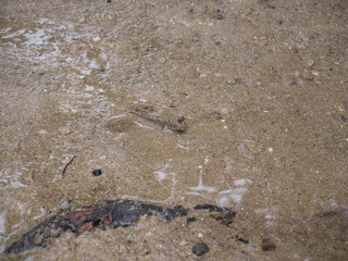Okinawa,Japan-June 2, 2019: Barred mudskippers or Periophthalmus argentilineatus or Minami Tobihaze in Mangrove forests along Fukidou river, Ishigaki, Okinawa, Japan