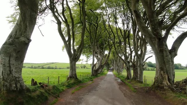Dark Hedges of Stranocum in North Ireland - travel photography