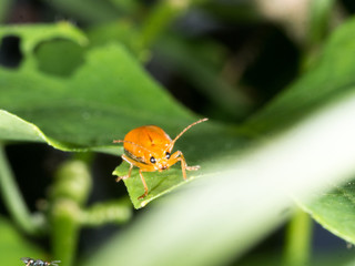 orange phumkin beetle eat green leaft of Gourd vegetable