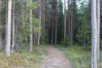 path in the forest