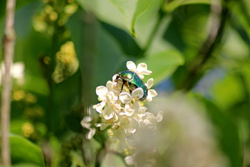 Käfer auf dem weissen Flieder