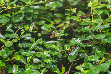 Wet lush green bush urban plant with small leaves after rain.