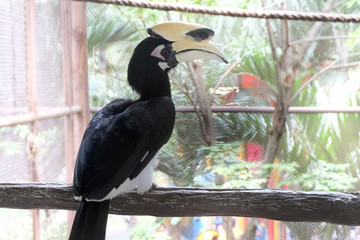 Close up portrait of a Great hornbill