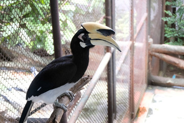Close up portrait of a Great hornbill