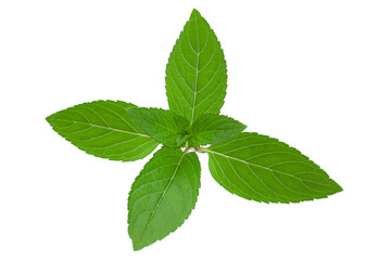 Peppermint leaf closeup