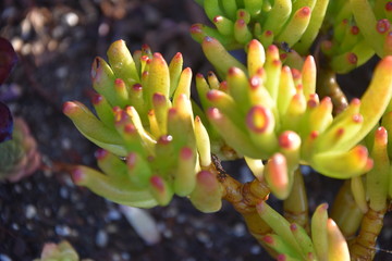Drought Tolerant Succulent Plant Varities