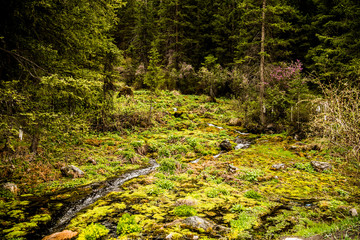 Obraz premium Beautiful spring landscape in Altai 