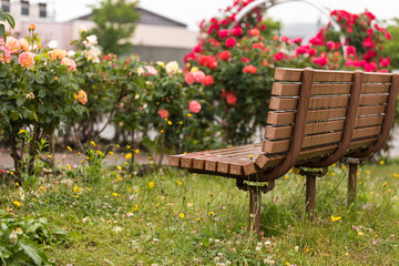 Obraz premium 薔薇