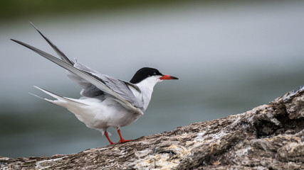Close up isolated common tern seagull in the wild- Danube Delta Romania