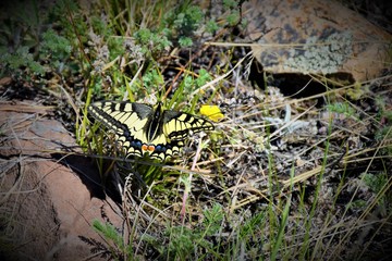 Butterfly in the desert.