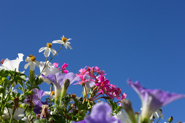 colorful flowers at a city boulevard park