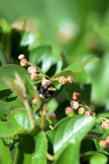 Bumblebee on a green bush on a bright summer day