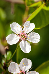 sakura cherry white flower closeup view on blurry outdoor garden background