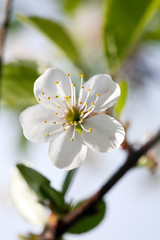 sakura cherry white flower closeup view on blurry outdoor garden background