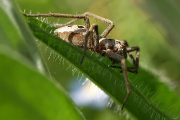 Pająk na liściu w ogrodzie © aRTI01