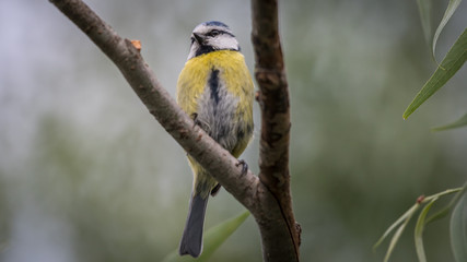 Isolate close up of a beautiful blue tit bird in the wild- Danube Delta Romania