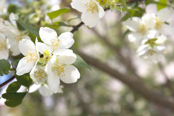 Flowers of an English dogwood or sweet mock-orange (Philadelphus coronaries) as natural background 