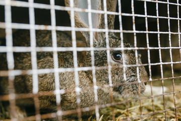 Obraz premium Rabbit sitting behind the cage
