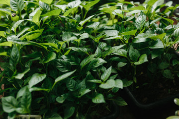 green seedling in the black containers filled with ground