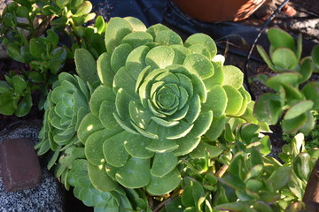 Aeonium Succulents