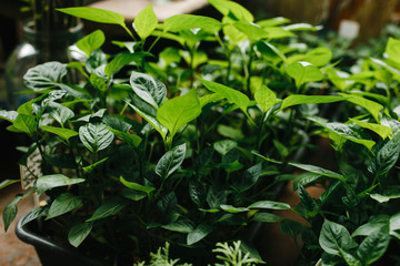 Seedling as a background with the place for your text