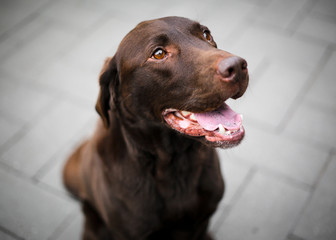 Happy Labrador