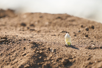 White asparagus sprouts growing in a field