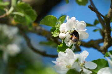A bee collecting pollen from white flowers