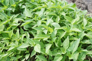fresh green chili tree in nature garden