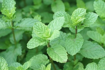 close up kitchen mint plants in nature garden